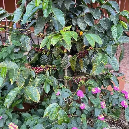 Tucantico Lodge - Monteverde Exterior photo