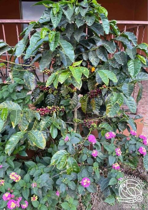 Tucantico - * Monteverde